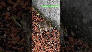 Narrowmouth frog nature frog animal [upl. by Adley704]