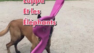 Luppa et les elephants 😁love malinois [upl. by Gasparo]