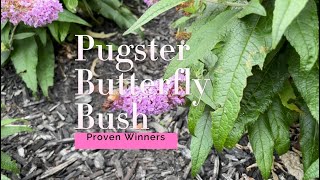 Pugster Butterfly Bush Amethyst Proven Winners and What’s That Hummingbird Moth [upl. by Letsyrhc]