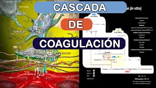 Cascada de coagulación in vivo in vitro [upl. by Urdna]