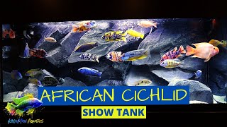 African Cichlid Show Tank  Aquadecor 3D Background [upl. by Taro]