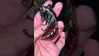 Don’t try to EAT this ROACH 🪳 species Madagascar Hissing Cockroach [upl. by Nylehtak432]