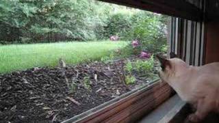 Tonkinese cat watching a rabbit [upl. by Uyr]