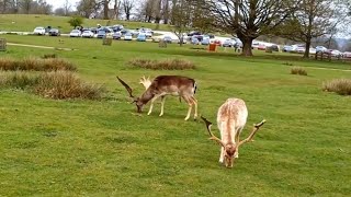 WALKING AMONG THE DEERS IN KNOLE PARK KENT COUNTY ENGLAND [upl. by Nira]