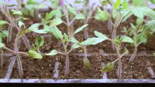 Step by Step 🍅 How To Grow Tomatoes from Seed  Gardeners Supply 👩‍🌾 [upl. by Oletha849]