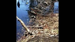 Solo hiking Gumpus Pond Trail [upl. by Gasparo]