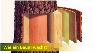 Wie wächst ein Baum [upl. by Arraek]