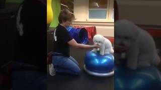 Bolognese Agility BALL TRAINING 1 [upl. by Aihcropal]