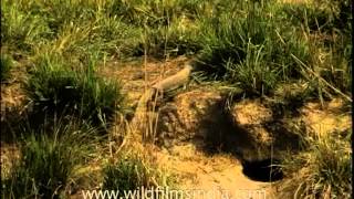 The Common Indian Monitor Lizard [upl. by Kean]