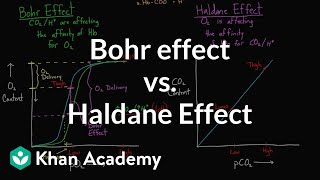 Bohr effect vs Haldane effect  Human anatomy and physiology  Health amp Medicine  Khan Academy [upl. by Burney]