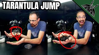 Tarantula POOPS and JUMPS AWAY [upl. by Artekal]