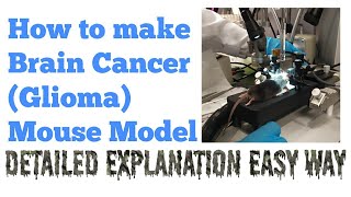 Xenograft Glioma Mouse Model Brain Cancer Model  Research Technique  Dr Abi Greek [upl. by Araeic]