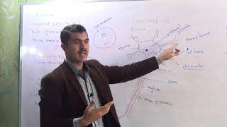 L3 Structure of neuron and types of neuron sensory neuron motor neuron and associated neurons [upl. by Brand]