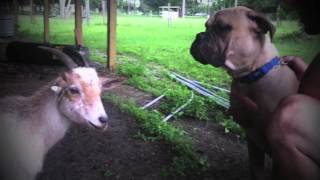 Pygmy Goat v Bullmastiff [upl. by Steinman585]