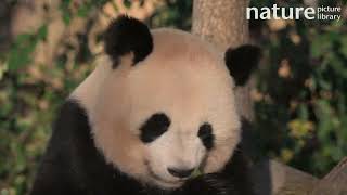 Giant panda Ailuropoda melanoleuca female Huan Huan eating bamboo Zoo Parc de Beauval France [upl. by Odracir]