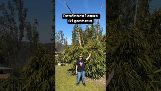 Dendrocalamus Giganteus “Dragon Bamboo” 🐉🎋❤️ bamboo dendrocalamus giganteus gardening eatable [upl. by Venable242]