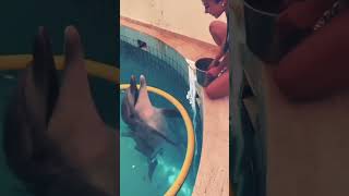 Dolphin fish amezing moment ☺️✌️ youtubeshorts trending youtube ytshorts [upl. by Neirbo]