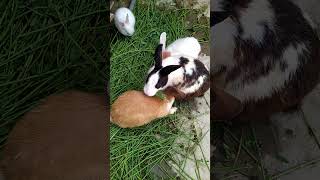 What noises do pregnant rabbits make kids funny baby comedy reels rabbit cuteanimal shorts [upl. by Esmerolda]