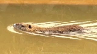 【浮】ヌートリア【泳】 14Feb2012 Coypu [upl. by Parsons]