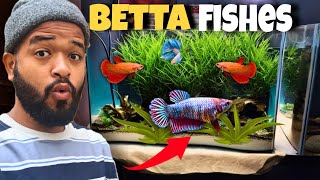 BETTA FISH BREEDING  NEW PLANTED TANK SETUP 🌿 [upl. by Ahsem]