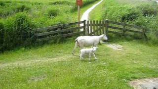 Een schaap met haar lammetje op de zeedijk Workum  Hindeloopen [upl. by Htilil]