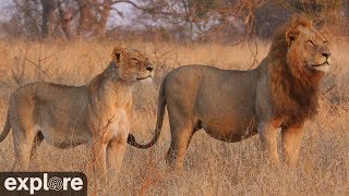 Africam Nkorho Bush Lodge powered by EXPLOREorg [upl. by Selene511]