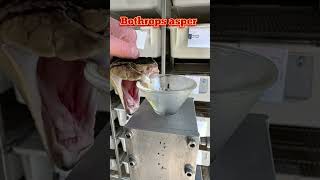 Incredible bite of the Terciopelo Bothrops asper venomous pitviper [upl. by Eelannej448]