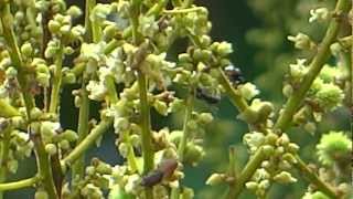 Bees collecting honey from Rambutan flowers [upl. by Jeanne704]