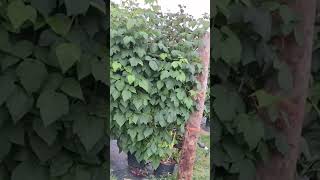 picking raspberry at farm SV Channel Trending Shorts Shorts feed [upl. by Herculie]