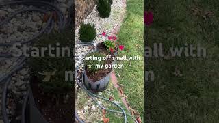 Starting off small garden gardening homestead [upl. by Andeee]