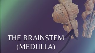 The Brainstem  Medulla  External features of Medulla [upl. by Neenaj]