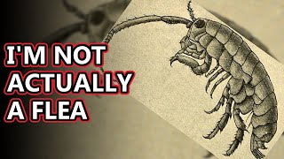 Sand Flea facts actually a crustacean  Animal Fact Files [upl. by Oinesra]