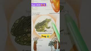 Frog 🐸 topic diagram in neet exam neet2025biology🎯🎯💯💯🥰😘❤️❤️ [upl. by Inna]