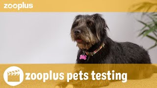 Pipa  zooplus pets testing PURINA PRO PLAN Fortiflora Canine Probiotic [upl. by Grosz609]