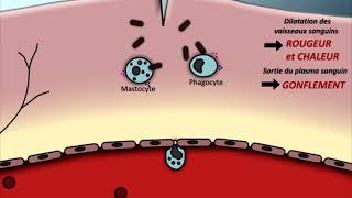 Animation Réaction inflammatoire [upl. by Anaj376]