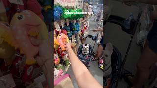 Dog Choosing A Toy He Wants [upl. by Anirtal]