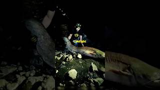 The Largest Catfish on earth The Silurus Glanis fish fishing catfish bigcatfish fyp [upl. by Sihtnyc]