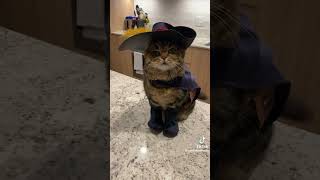 Funny Cat Dressed As Puss In Boots shrek cat funny [upl. by Ettesoj]