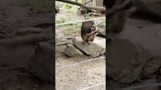 Cute Racoons cuteanimals cute animals nature [upl. by Inalak]