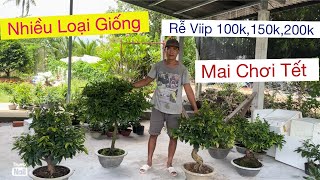 88al…lĩnh anh 09733 88 093 nhiều loại giống mai chơi Tếtgiao siip toàn quốc [upl. by Sokil]