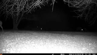 One deer walks past the camera in the night trailcamera2 20241118 [upl. by Oringas545]