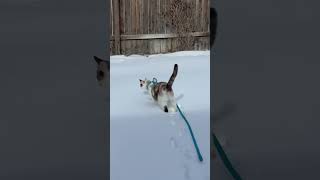 Poppy’s 1st snow kitten cat shorts shortvideo [upl. by Kelsy]