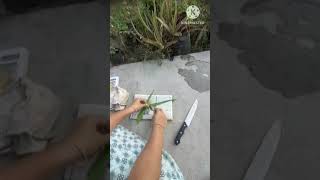 How to make Aloe vera herbarium sheetherbariumbotany practicals [upl. by Cecilio854]