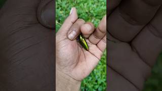 the largest shiny beetle I have ever found of its kind insects nature beautifulinsects [upl. by Nesyla]