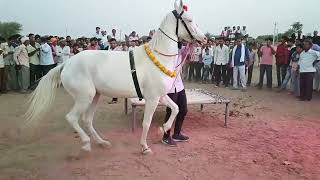 परफ्यूम लगावै चुन्नी पर डांस करना अब घोड़ी को भी डांस पसंद है  dancing horse  lovekush dungri [upl. by Everett716]