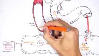 Bilirubin Metabolism [upl. by Antin]