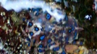 Blue Ringed Octopus shows off its camouflage skills and flourescent warning [upl. by Sowell460]