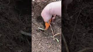 2lbs Float Copper Nugget found Metal detecting in Upper Michigan [upl. by Teik]