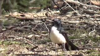 Willie Wagtail  Rhipidura leucophrys [upl. by Anderegg2]