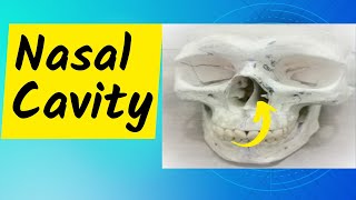 Nasal Cavity Part 1 Conchae meatuses sphenoethmoidal recess and nasolacrimal duct opening [upl. by Reste]